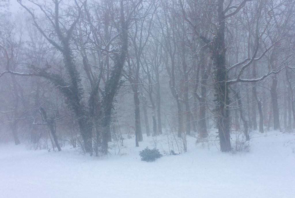 Bornstedt winterlich (Gastbeitrag)