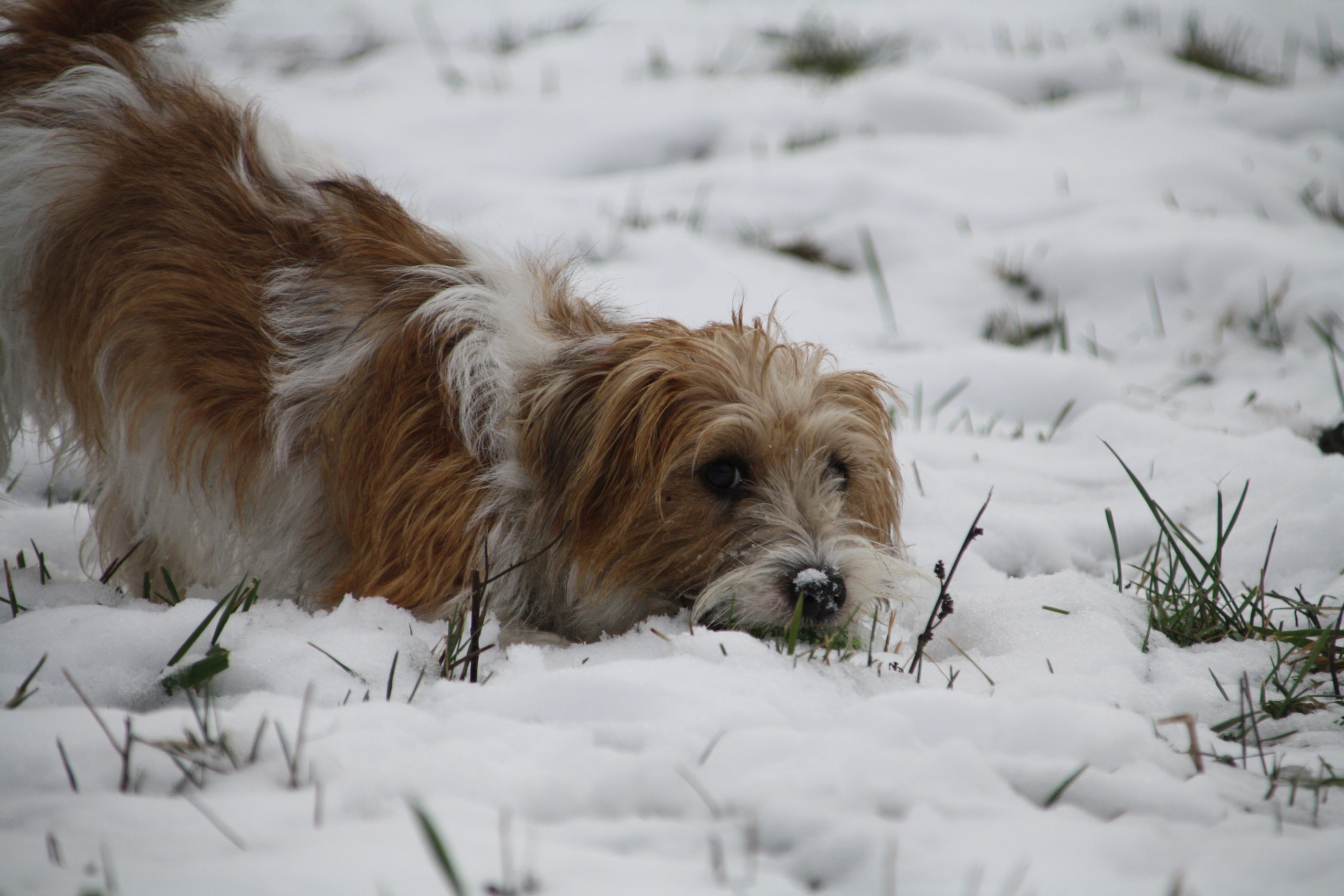 Cyra_Spohn_Schneenase