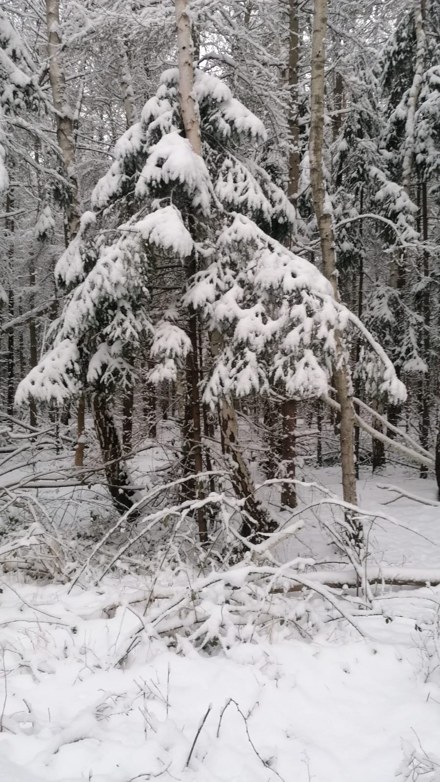 Sabine_Reh_Umarmung_Kiefer_Birke