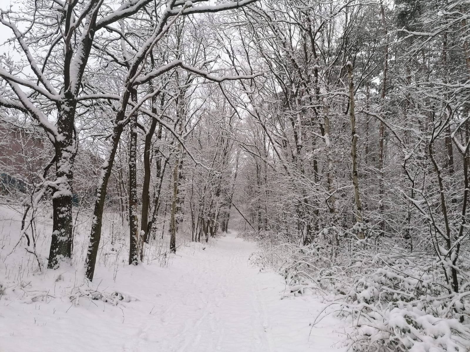 Sabine_Reh_Verzauberter_Weg
