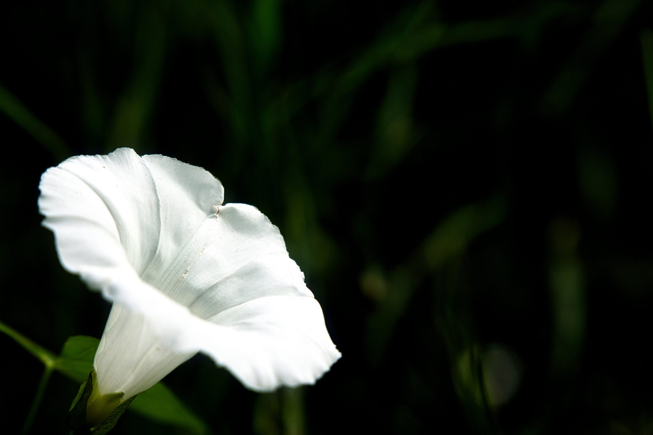 Black and White (Mario Sitte)