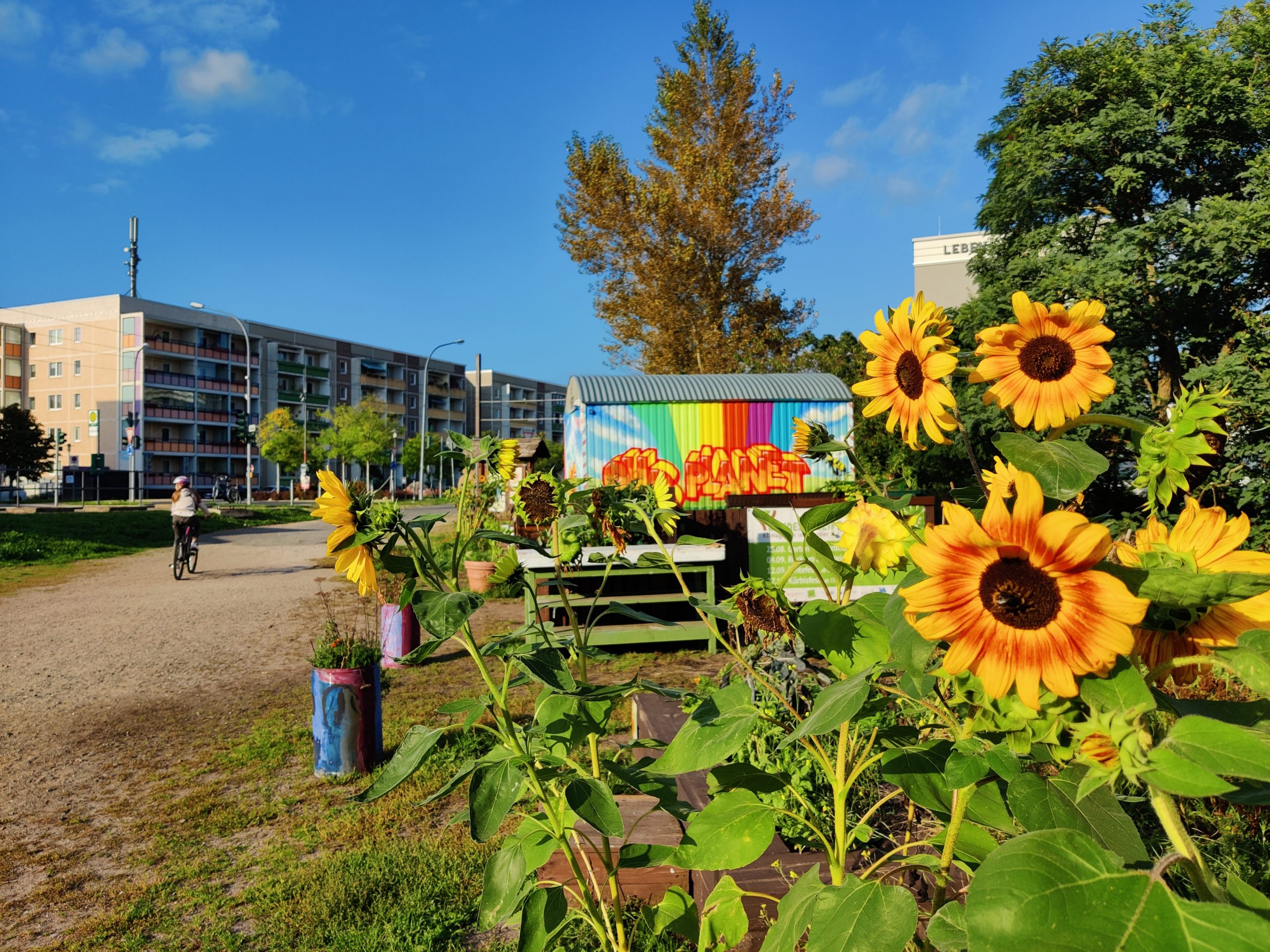 Buntes Drewitz I (Katharina Bigalke)