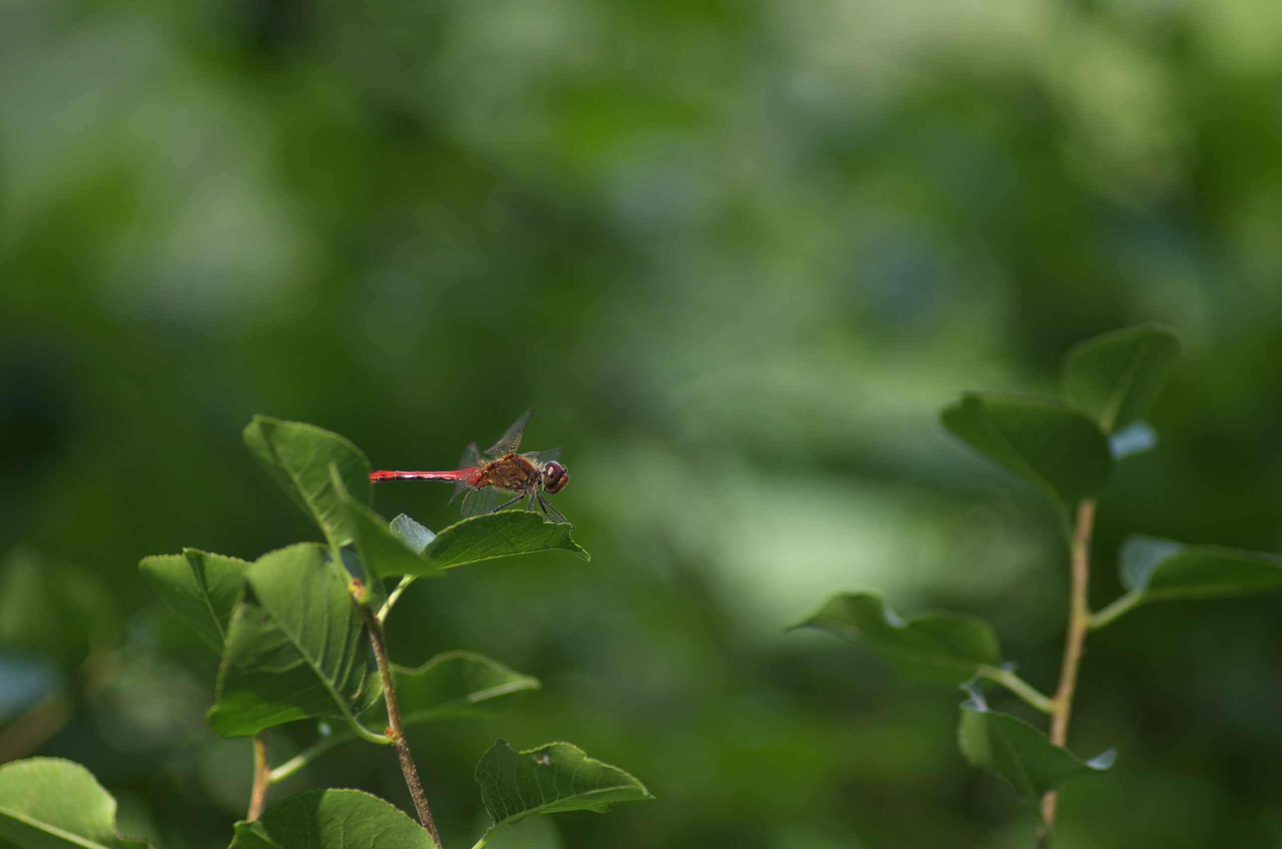 Insektenhain (Kathleen Schneider)
