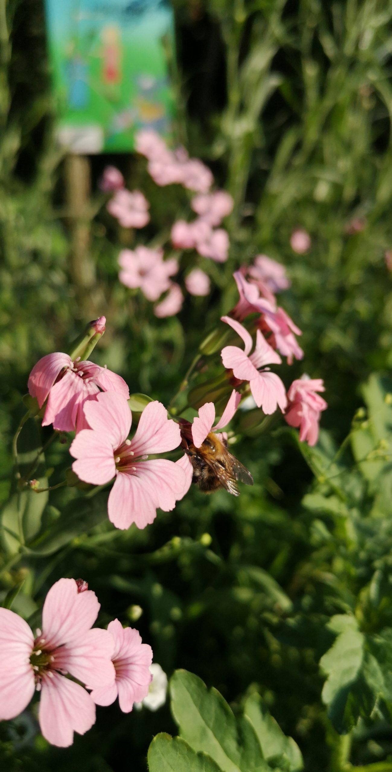 Ladies in Pink (Helga Scheef)