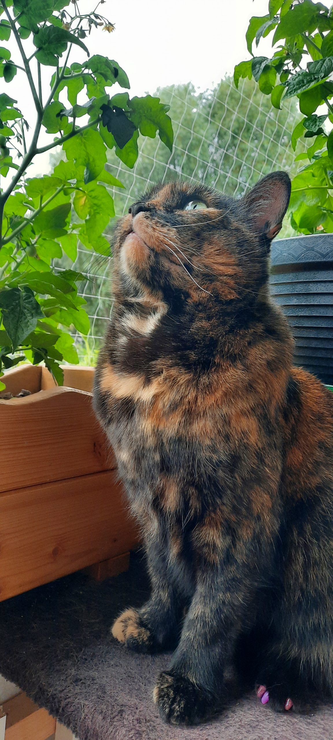 Luna (Tatjana Antipanova)