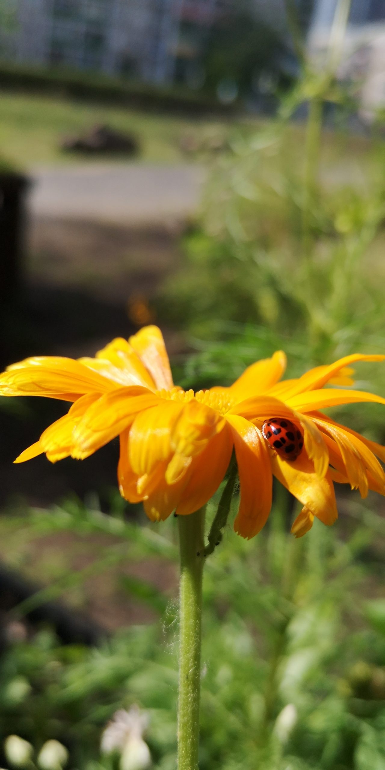 Nüzlinge in Love (Helga Scheef)