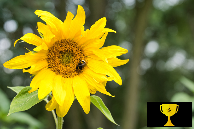 Sunny Day (Mario Sitte)