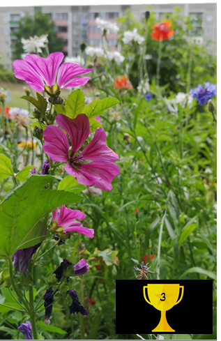 Buntes Drewitz (Helga Scheef)