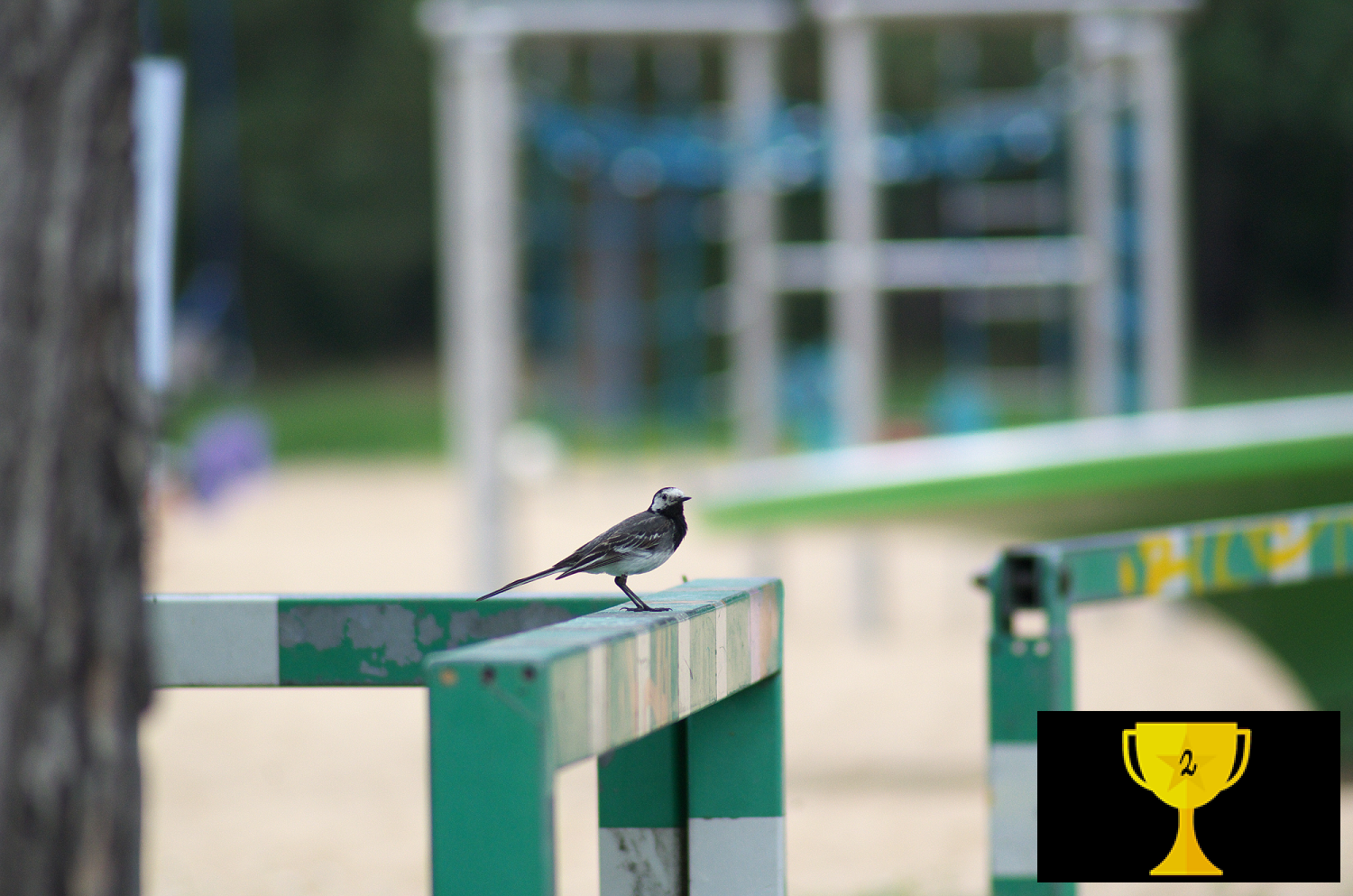 Piepmatz (Kathleen Schneider)