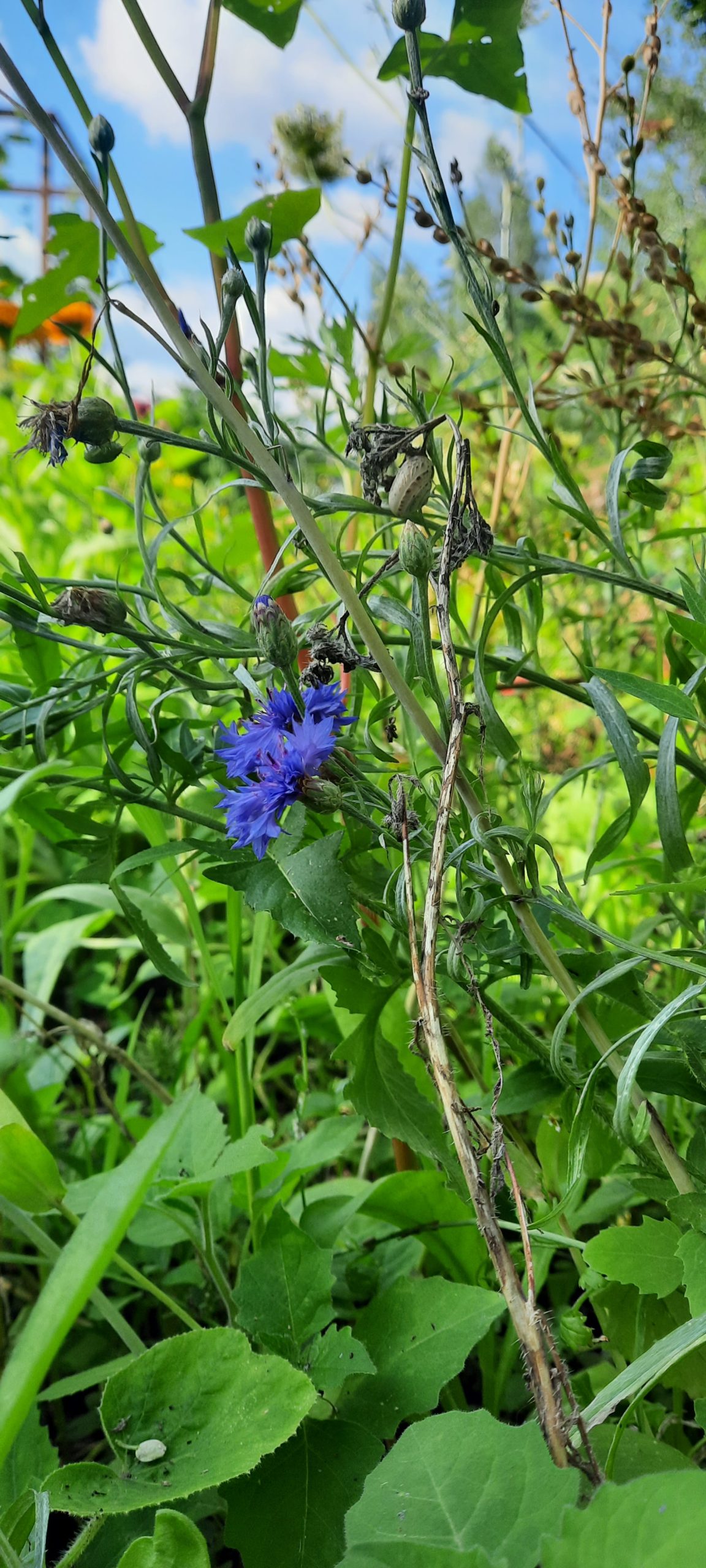 Sommerwiese (Tatjana Antipanova)