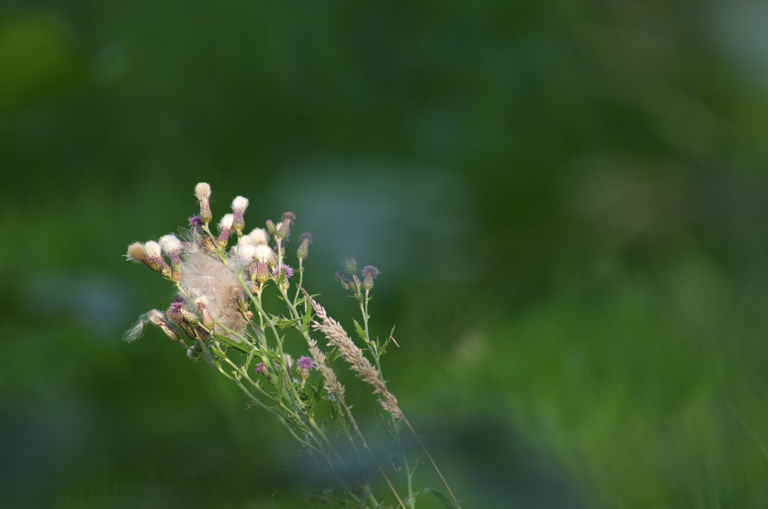 Wildwuchs (Kathleen Schneider)